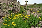 61 Estese fioriture di Doronico dei macereti (Doronicum grandiflorum)
